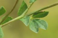 Lotus corniculatus