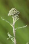 Achillea millefolium