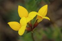Lotus corniculatus