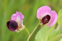 Pisum sativum subsp. biflorum