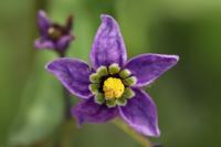 Solanum dulcamara