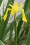 Iris pseudacorus