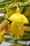Cytisus scoparius