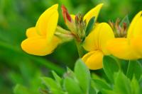 Lotus corniculatus