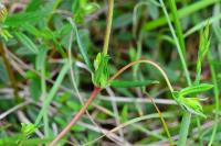 Helianthemum nummularium