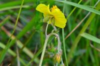 Helianthemum nummularium