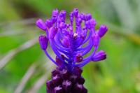 Muscari comosum