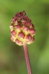 Poterium sanguisorba