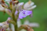 Anacamptis morio