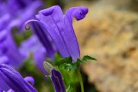 Campanula rotundifolia