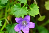 Campanula rotundifolia