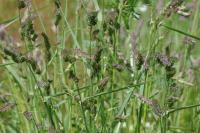 Dactylis glomerata
