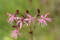 Lychnis flos-cuculi