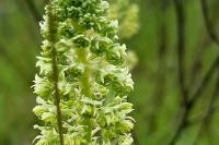 Reseda lutea
