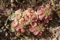Sedum cepaea