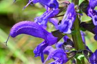 Salvia pratensis