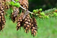 Pseudotsuga menziesii