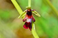 Ophrys insectifera