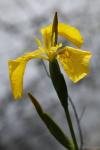 Iris pseudacorus