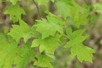 Torminalis glaberrima