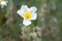 Helianthemum apenninum