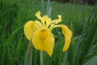 Iris pseudacorus