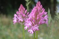 Anacamptis pyramidalis