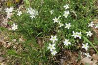 Arenaria montana