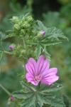 Malva sylvestris