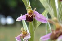 Ophrys apifera