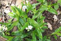 Myosotis scorpioides
