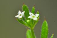 Galium aparine