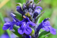 Ajuga genevensis