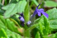 Ajuga genevensis