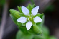Arenaria serpyllifolia