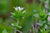 Arenaria serpyllifolia