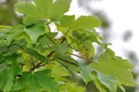 Acer pseudoplatanus