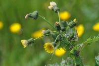 Sonchus asper
