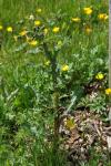 Sonchus asper