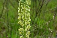 Reseda lutea