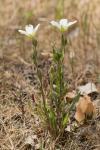 Arenaria montana