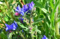 Echium vulgare