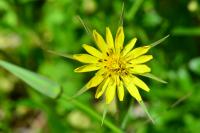 Tragopogon pratensis