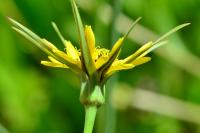 Tragopogon pratensis
