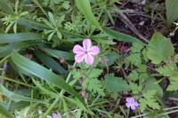 Geranium robertianum