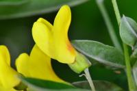 Laburnum anagyroides