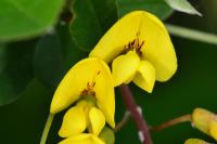 Laburnum anagyroides