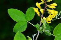 Laburnum anagyroides