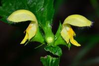 Lamium galeobdolon