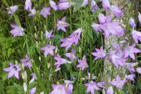 Campanula rapunculus